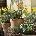 לינה וארוחת בוקר Du Roc Fleuri קאן